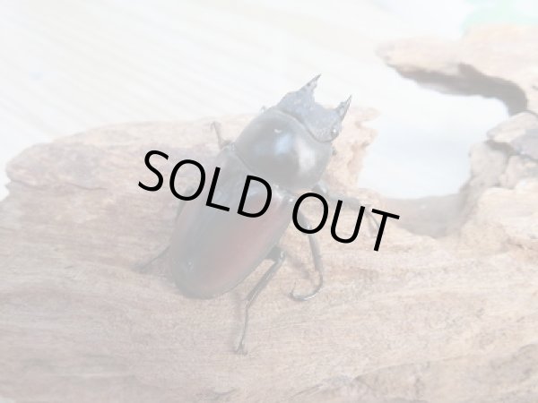 画像3: ☆限定1セットのみ☆ドンキエールコクワガタ（赤ドンキ）・ドンキエルハンプイ（黒ドンキ）即ブリ2ペアセット販売！！ (3)