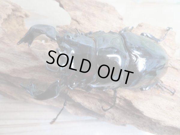 画像2: ☆大型新成虫☆タランドゥスオオツヤクワガタ♂86ミリ♀57ミリペア販売！！ (2)