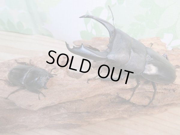 画像5: ☆新成虫☆テイオウヒラタクワガタ♂98ミリ♀48ミリペア販売！！ (5)