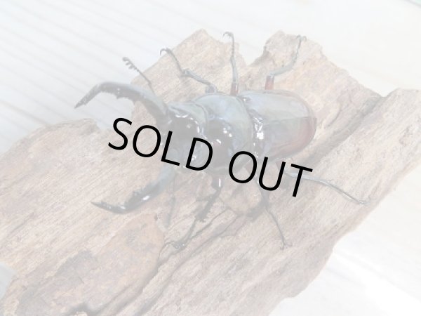 画像2: ☆美麗新成虫☆オーベルチュールクロツヤシカクワガタ♂55ミリ♀30ミリペア販売！！ (2)