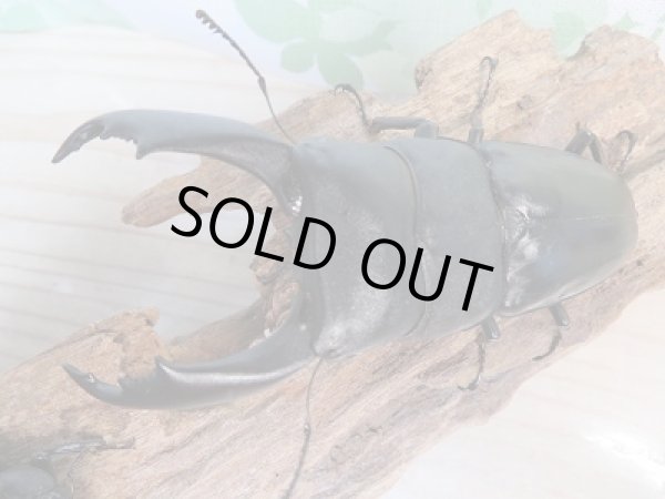 画像2: ☆新成虫☆テイオウヒラタクワガタ♂98ミリ♀48ミリペア販売！！ (2)