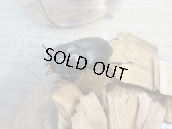 画像2: 和歌山県産☆WD☆ノコギリクワガタ♂50ミリ〜65ミリ♀フリーサイズ3ペアセット販売!! (2)