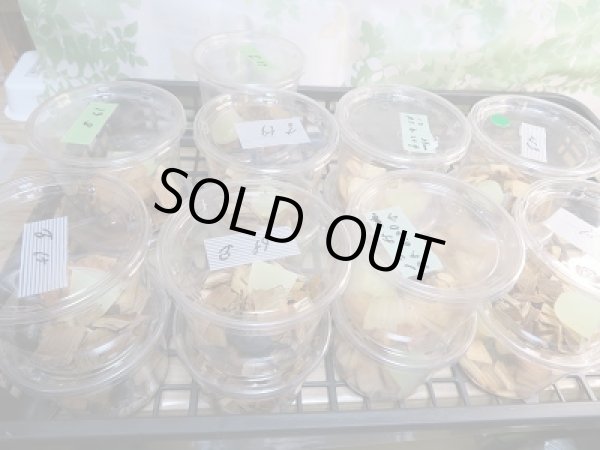 画像3: 和歌山県産☆WD☆ノコギリクワガタ♂50ミリ〜65ミリ♀フリーサイズ3ペアセット販売!! (3)