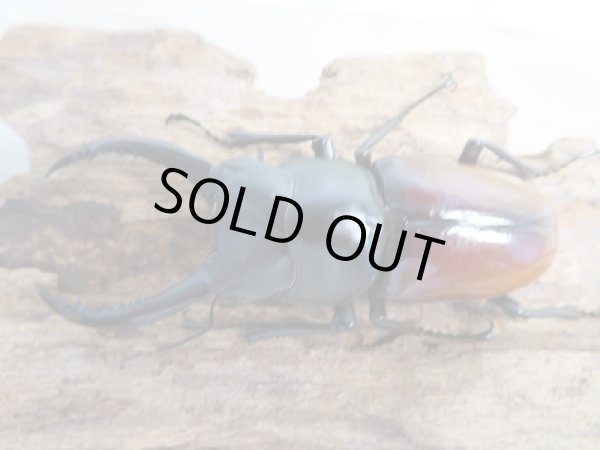 画像2: ☆新成虫☆アローコクワガタ（亜種リエン）♂72ミリ♀37ミリペア販売！！ (2)