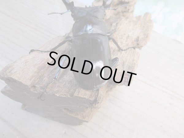 画像3: ☆新成虫☆フォルスターフタマタクワガタ（亜種キヨタミ）♂80ミリ♀45ミリペア販売！！ (3)