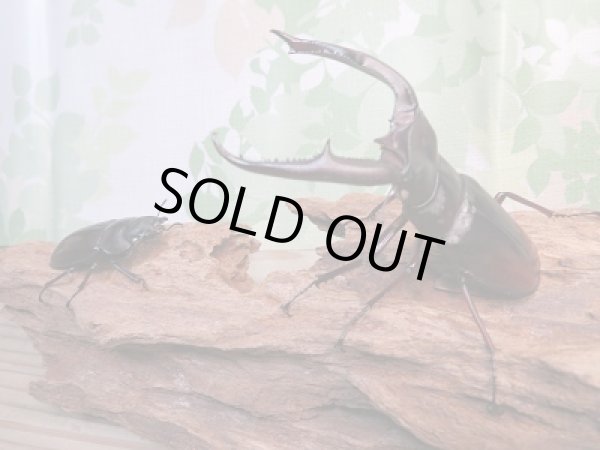 画像5: 新成虫☆ホワイトアイ☆マンディブラリスフタマタクワガタ（赤マンディ）♂90ミリ♀49ミリペア販売！！ (5)