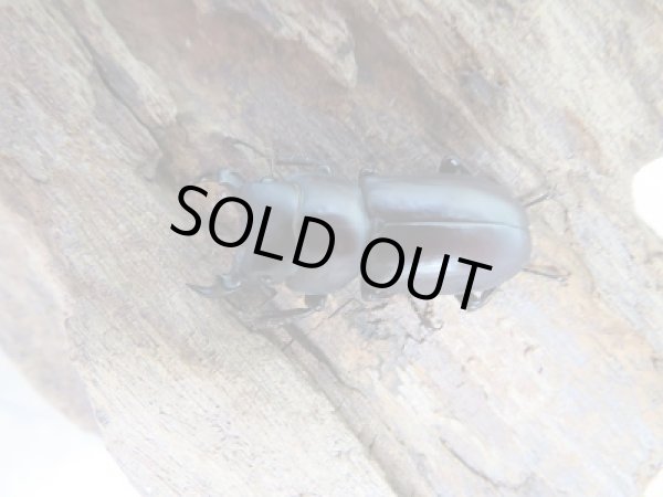 画像2: ★稀少人気種★ラティオキナティブス♂28ミリ♀28ミリ新成虫ペア販売！！ (2)