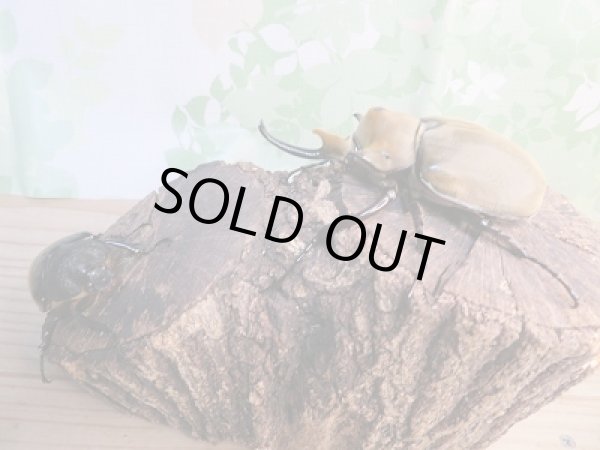 画像5: ☆新成虫☆エレファスゾウカブト♂97ミリ+♀61ミリペア販売!! (5)