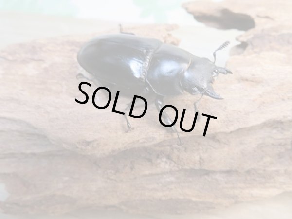 画像4: ☆新成虫☆フォルスターフタマタクワガタ（亜種キヨタミ）♂80ミリ♀45ミリペア販売！！ (4)