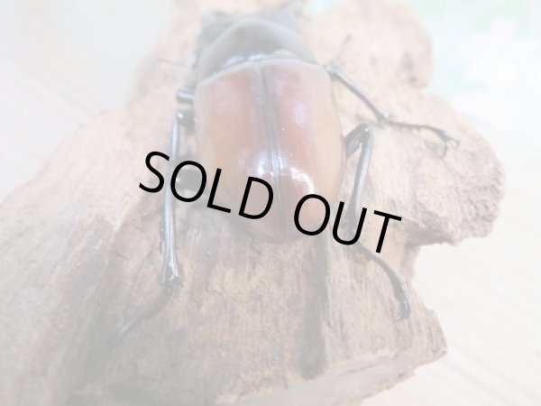 画像3: ☆新成虫☆アローコクワガタ（亜種リエン）♂72ミリ♀37ミリペア販売！！ (3)