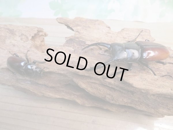 画像5: ☆新成虫☆アローコクワガタ（亜種リエン）♂72ミリ♀37ミリペア販売！！ (5)