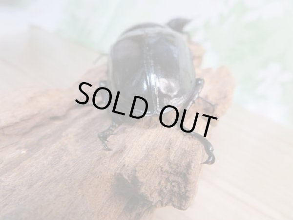 画像3: ☆大型新成虫☆レギウスオオツヤクワガタ♂85ミリ♀49ミリペア販売！！ (3)