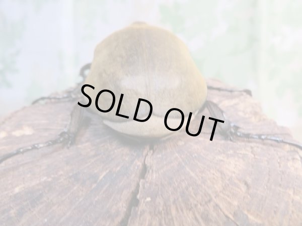 画像3: ☆新成虫☆エレファスゾウカブト♂97ミリ+♀61ミリペア販売!! (3)