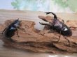 画像5: ☆新成虫☆フォルスターフタマタクワガタ（原名亜種）♂75ミリ♀44ミリペア販売！！ (5)