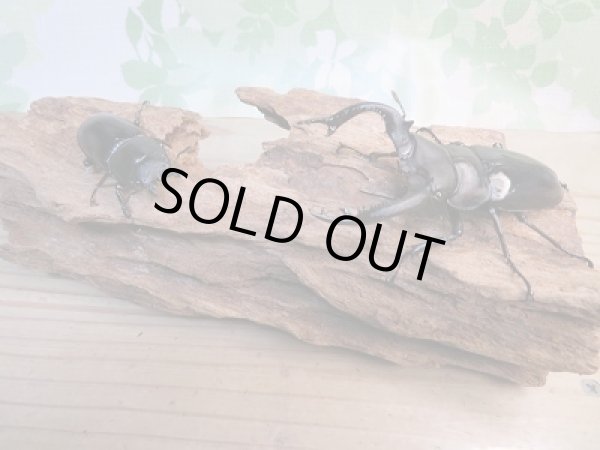 画像5: ☆新成虫☆フォルスターフタマタクワガタ（亜種キヨタミ）♂80ミリ♀45ミリペア販売！！ (5)