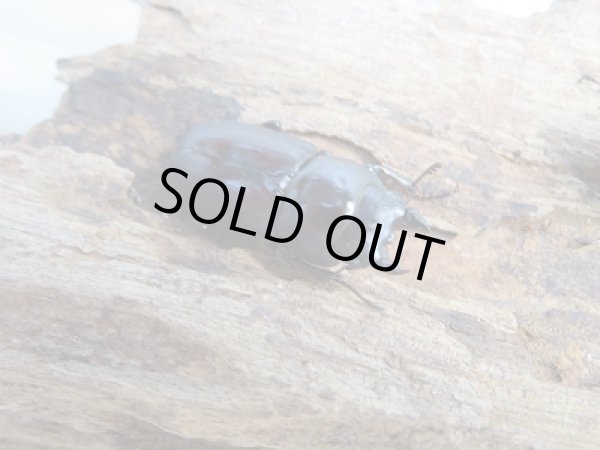 画像4: ★稀少人気種★ラティオキナティブス♂28ミリ♀28ミリ新成虫ペア販売！！ (4)