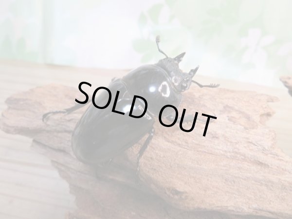 画像4: ☆大型新成虫☆レギウスオオツヤクワガタ♂85ミリ♀49ミリペア販売！！ (4)