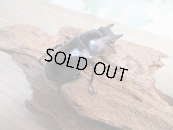 画像4: ☆新成虫☆フォルスターフタマタクワガタ（原名亜種）♂75ミリ♀44ミリペア販売！！ (4)