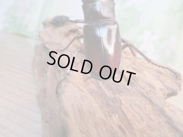 画像3: 新成虫☆ホワイトアイ☆マンディブラリスフタマタクワガタ（赤マンディ）♂90ミリ♀49ミリペア販売！！ (3)