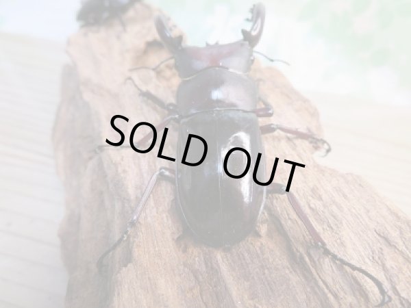 画像3: ☆新成虫☆フォルスターフタマタクワガタ（原名亜種）♂75ミリ♀44ミリペア販売！！ (3)