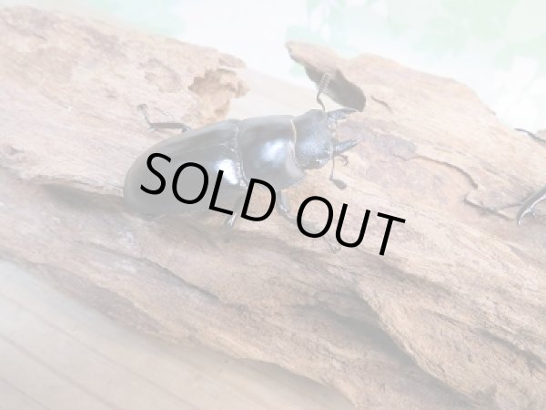 画像4: ☆新成虫☆フォルスターフタマタクワガタ（亜種キヨタミ）♂77ミリ♀44ミリペア販売！！ (4)