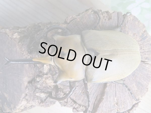 画像2: ☆新成虫☆エレファスゾウカブト♂97ミリ+♀61ミリペア販売!! (2)