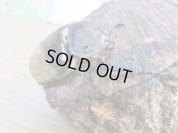 画像4: ☆新成虫☆エレファスゾウカブト♂97ミリ+♀61ミリペア販売!! (4)