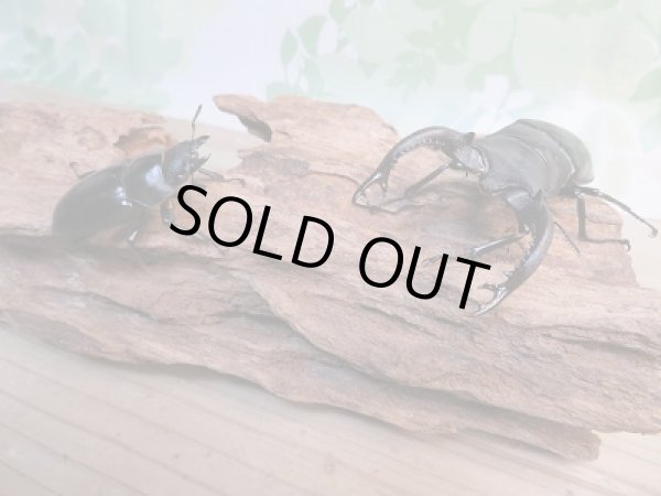 画像5: ☆新成虫☆フォルスターフタマタクワガタ（亜種キヨタミ）♂77ミリ♀44ミリペア販売！！ (5)