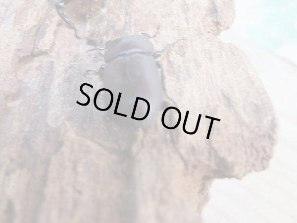 画像3: ★稀少人気種★ラティオキナティブス♂28ミリ♀28ミリ新成虫ペア販売！！ (3)