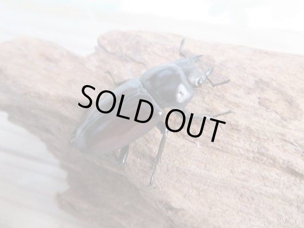 画像4: ☆新成虫☆アローコクワガタ（亜種リエン）♂72ミリ♀37ミリペア販売！！ (4)