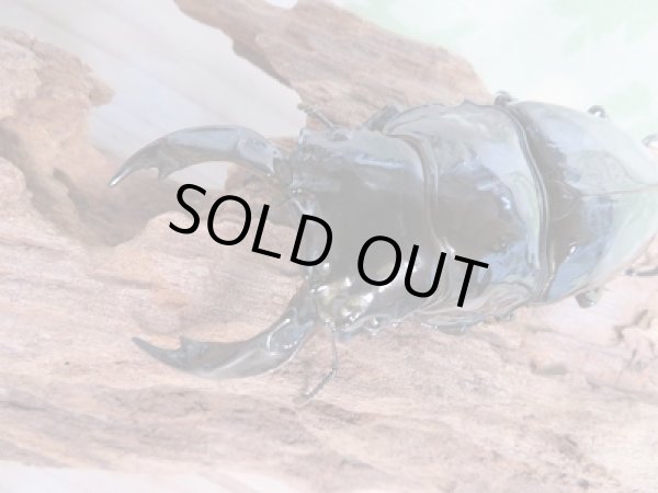 画像2: ☆大型新成虫☆レギウスオオツヤクワガタ♂85ミリ♀49ミリペア販売！！ (2)