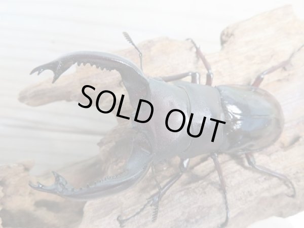 画像2: ☆新成虫☆フォルスターフタマタクワガタ（原名亜種）♂75ミリ♀44ミリペア販売！！ (2)