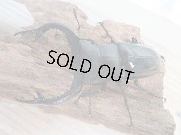 画像2: ☆新成虫☆フォルスターフタマタクワガタ（亜種キヨタミ）♂80ミリ♀45ミリペア販売！！ (2)