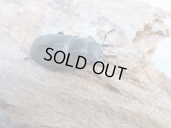 画像4: 新成虫☆ベララベラ産☆スぺキオススホソアカクワガタ♂51ミリ♀フリーサイズペア販売！！ (4)