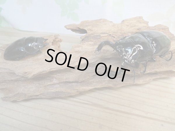 画像5: 新成虫☆ホワイトアイ☆タランドゥスオオツヤクワガタ♂75ミリ♀51ミリペア販売！！ (5)