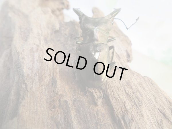 画像3: 新成虫☆ベララベラ産☆スぺキオススホソアカクワガタ♂47ミリ♀フリーサイズペア販売！！ (3)