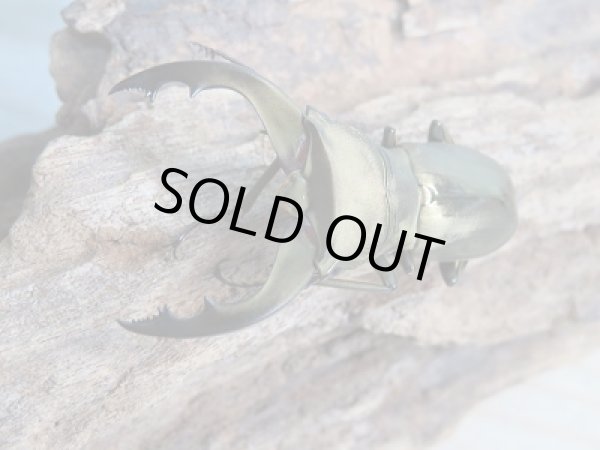 画像2: 新成虫☆ベララベラ産☆スぺキオススホソアカクワガタ♂43ミリ♀フリーサイズペア販売！！ (2)