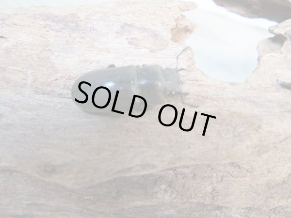 画像4: 新成虫☆ベララベラ産☆スぺキオススホソアカクワガタ♂43ミリ♀フリーサイズペア販売！！ (4)