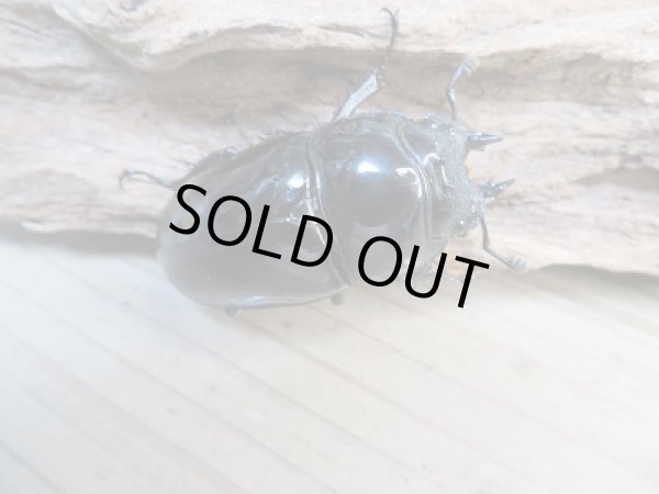 画像5: ☆新成虫☆タランドゥスオオツヤクワガタ♂66ミリ♀52ミリペア＋♀48.5ミリ計3頭トリオ販売！！ (5)