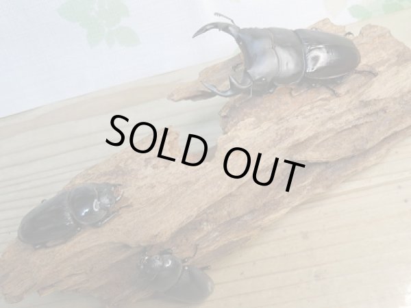 画像5: ☆新成虫☆グランディスオオクワガタクワガタ♂84ミリ♀52ミリペア＋♀47ミリ計3頭トリオ販売！！ (5)