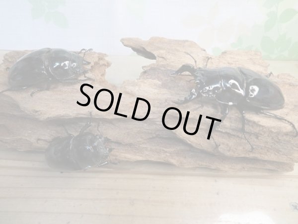 画像6: ☆新成虫☆タランドゥスオオツヤクワガタ♂66ミリ♀52ミリペア＋♀48.5ミリ計3頭トリオ販売！！ (6)