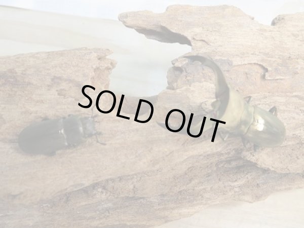 画像5: 新成虫☆ベララベラ産☆スぺキオススホソアカクワガタ♂43ミリ♀フリーサイズペア販売！！ (5)