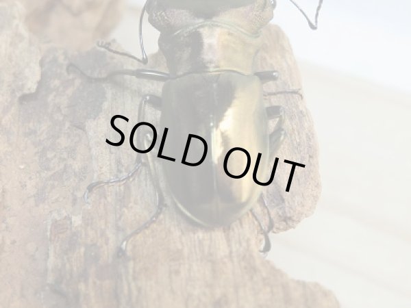 画像3: 新成虫☆ベララベラ産☆スぺキオススホソアカクワガタ♂51ミリ♀フリーサイズペア販売！！ (3)