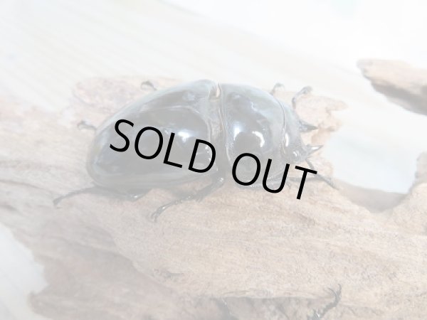 画像4: ☆新成虫☆タランドゥスオオツヤクワガタ♂66ミリ♀52ミリペア＋♀48.5ミリ計3頭トリオ販売！！ (4)