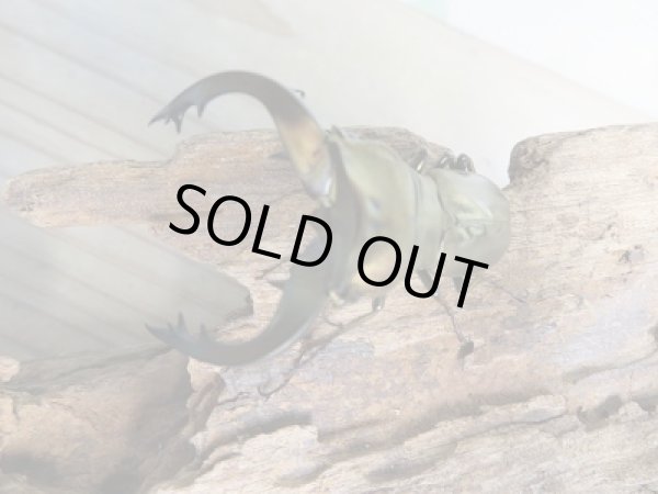 画像2: 新成虫☆ベララベラ産☆スぺキオススホソアカクワガタ♂51ミリ♀フリーサイズペア販売！！ (2)