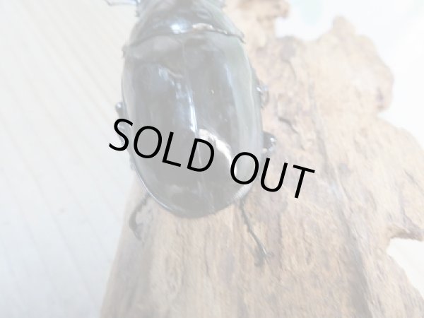 画像3: 新成虫☆ホワイトアイ☆タランドゥスオオツヤクワガタ♂75ミリ♀51ミリペア販売！！ (3)