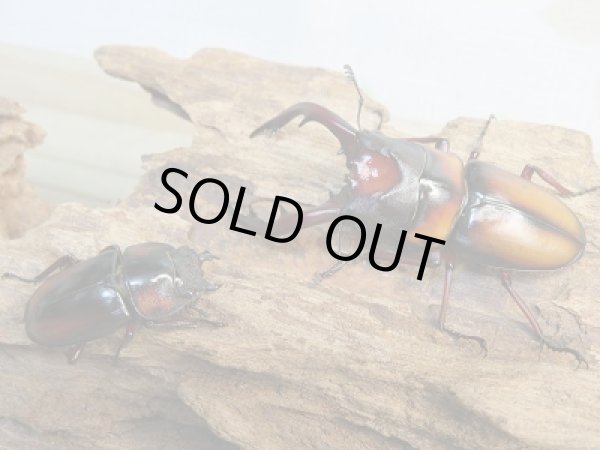 画像4: ☆美麗人気種☆新成虫！ミラビリスノコギリクワガタ♂61ミリ♀32ミリペア販売！！ (4)