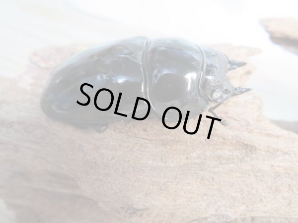 画像4: 新成虫☆ホワイトアイ☆タランドゥスオオツヤクワガタ♂75ミリ♀51ミリペア販売！！ (4)