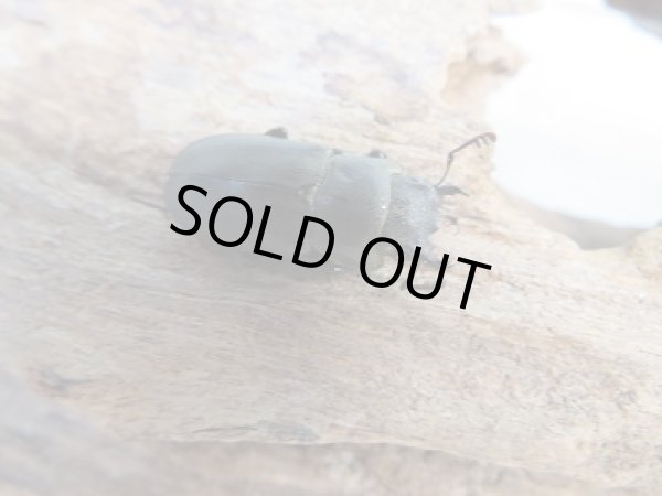 画像4: 新成虫☆ベララベラ産☆スぺキオススホソアカクワガタ♂47ミリ♀フリーサイズペア販売！！ (4)