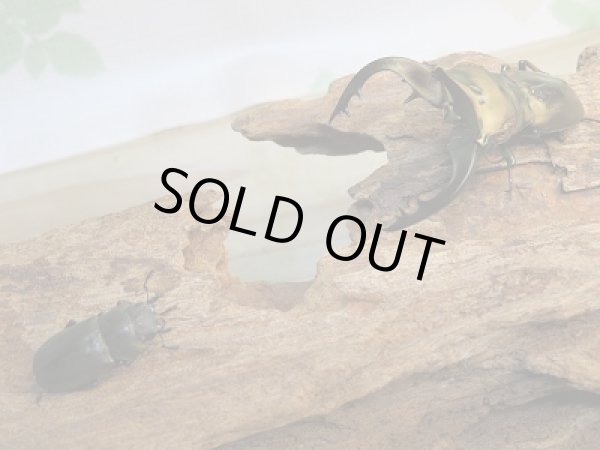 画像5: 新成虫☆ベララベラ産☆スぺキオススホソアカクワガタ♂51ミリ♀フリーサイズペア販売！！ (5)